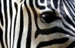 ZEBRA FUTEBOL 